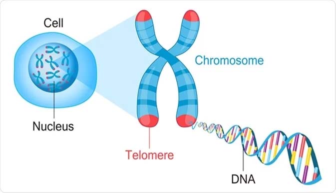 Les télomères sont situés au bout des chromosomes. 